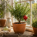 3 Salavatski Pomegranate Starter Plants - Cold Hardy Edible Fruit Tree