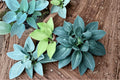 5 Live Plants Canada Blue Hosta Hosta spp Shade Perennial Blue Foliage