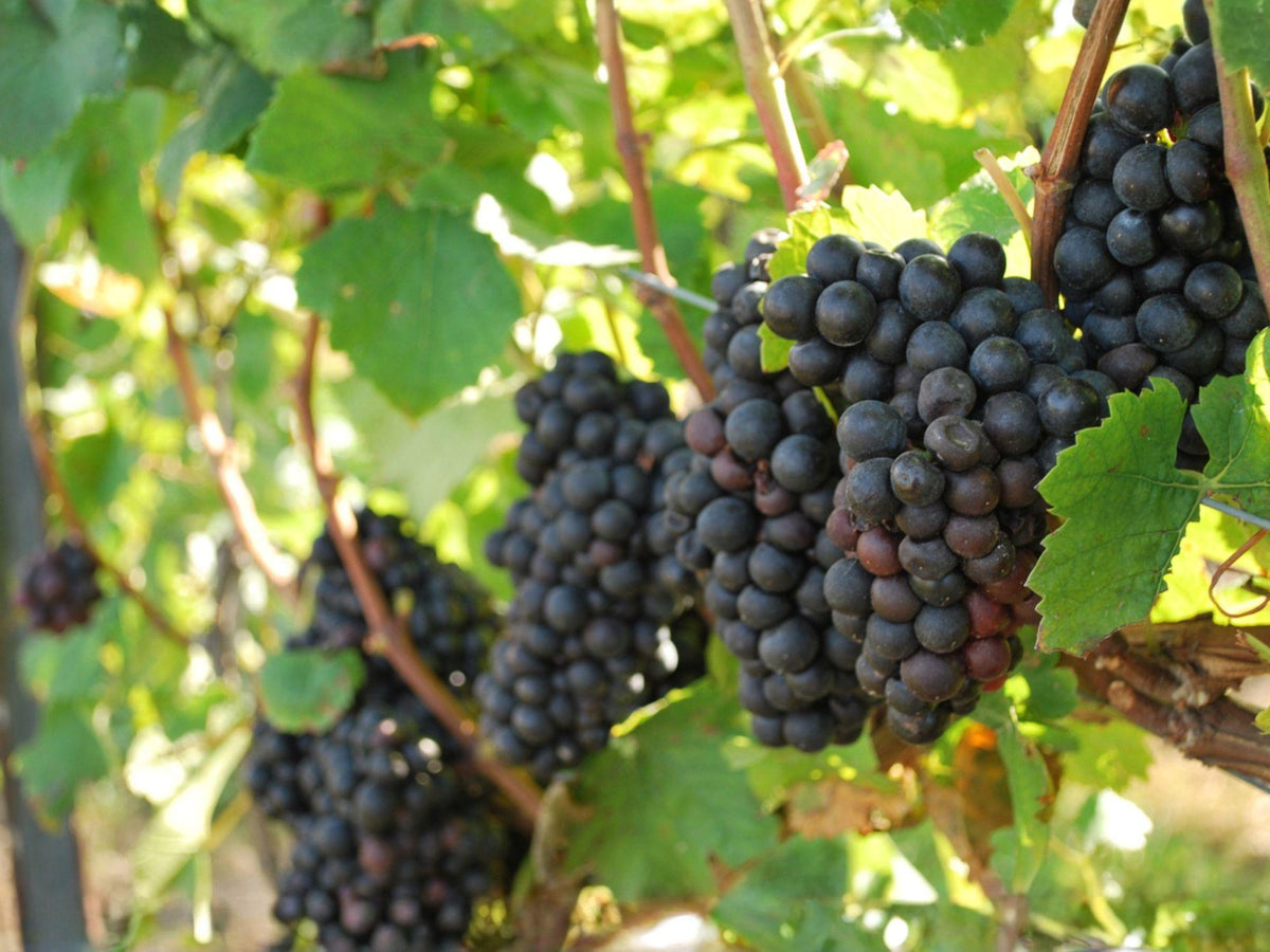 Native Muscadine Grape Vine – 1 Live Vitis rotundifolia Plant in 4 Inch Pot