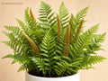 3 Cinnamon Fern Bare Roots - Osmunda cinnamomea Native Shade Fern for Woodland Gardens