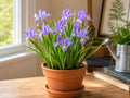 10 Dwarf Crested Iris Bare Root Plants - Iris cristata Native Ground Cover