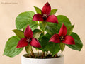 5 Red Trillium Bare Root Plants - Trillium erectum Native Woodland Wildflower Shade Perennial