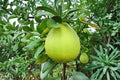 Nam Roi Pomelo Seeds – 10 Citrus maxima Seeds for Planting