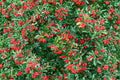 Scarlet Firethorn Cuttings – 5 Pyracantha coccinea for Propagation