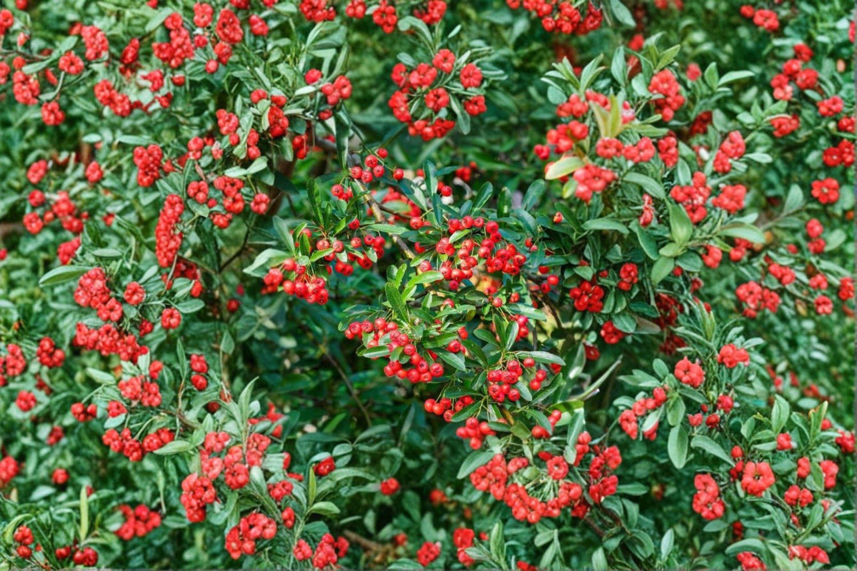 Scarlet Firethorn Cuttings – 5 Pyracantha coccinea for Propagation