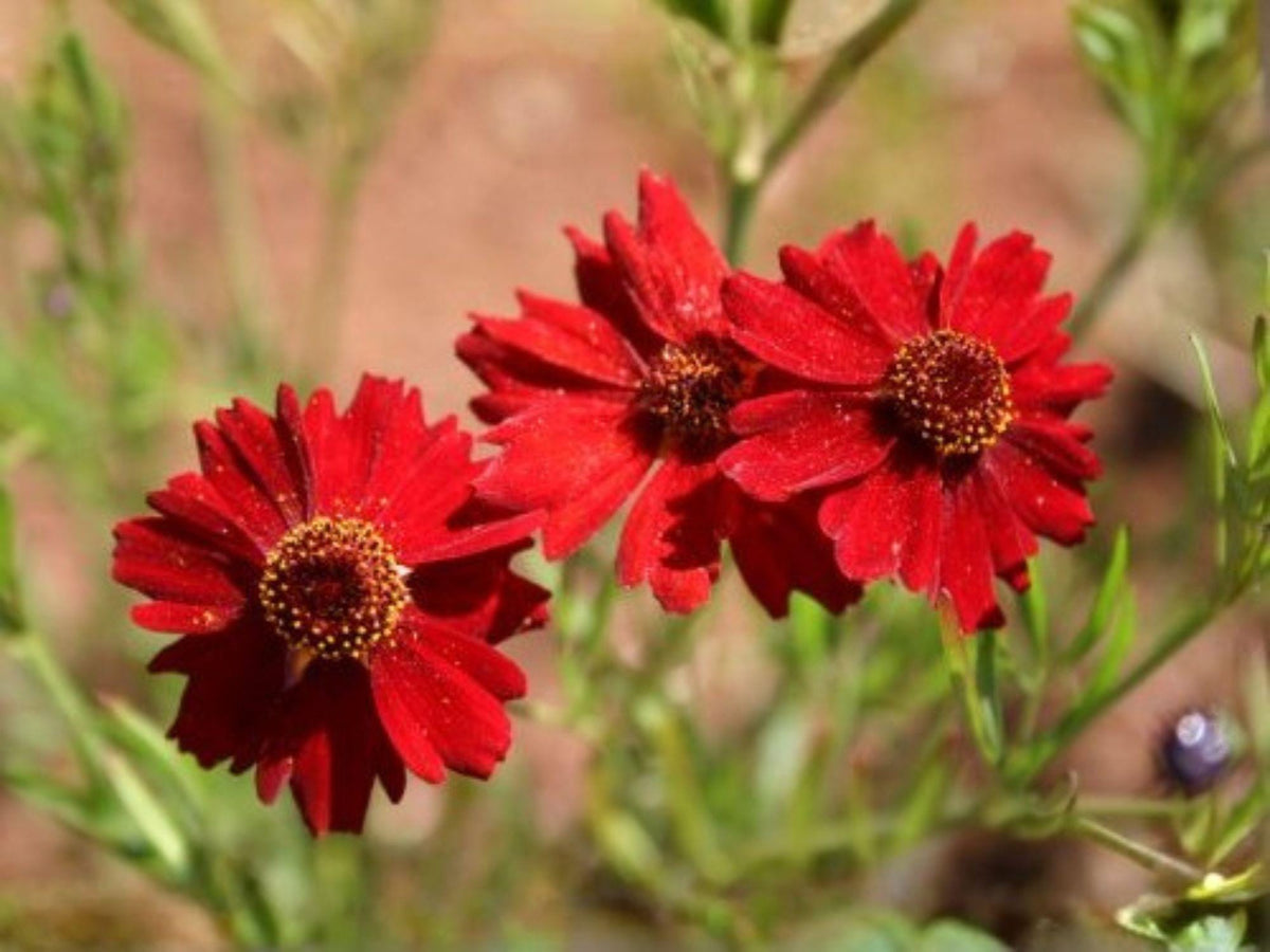 250 Seeds Dwarf Red Plains Coreopsis Coreopsis tinctoria Wildflower