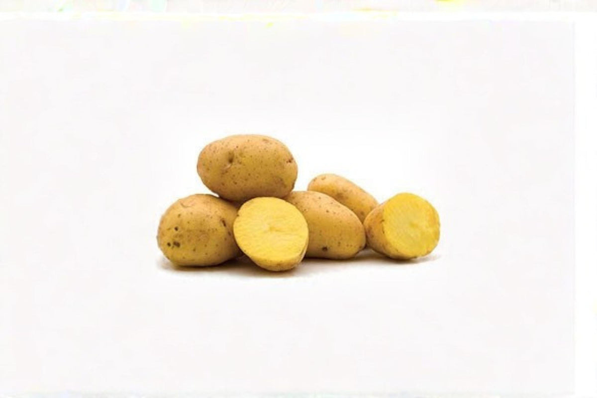 1 Tuber Yukon Gold Potato Live Tuber