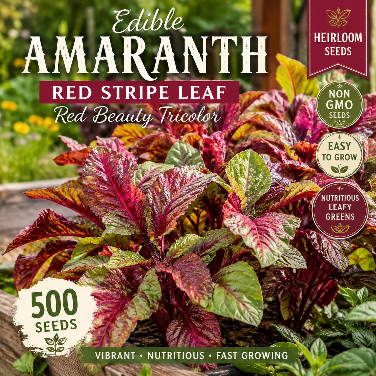 500 Edible Amaranth Red Stripe Leaf Seeds - Red Beauty Tricolor Heirloom Vegetable