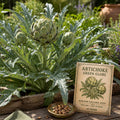 Green Globe Artichoke Seeds | Heirloom Vegetable Garden Plant (10 Seeds)