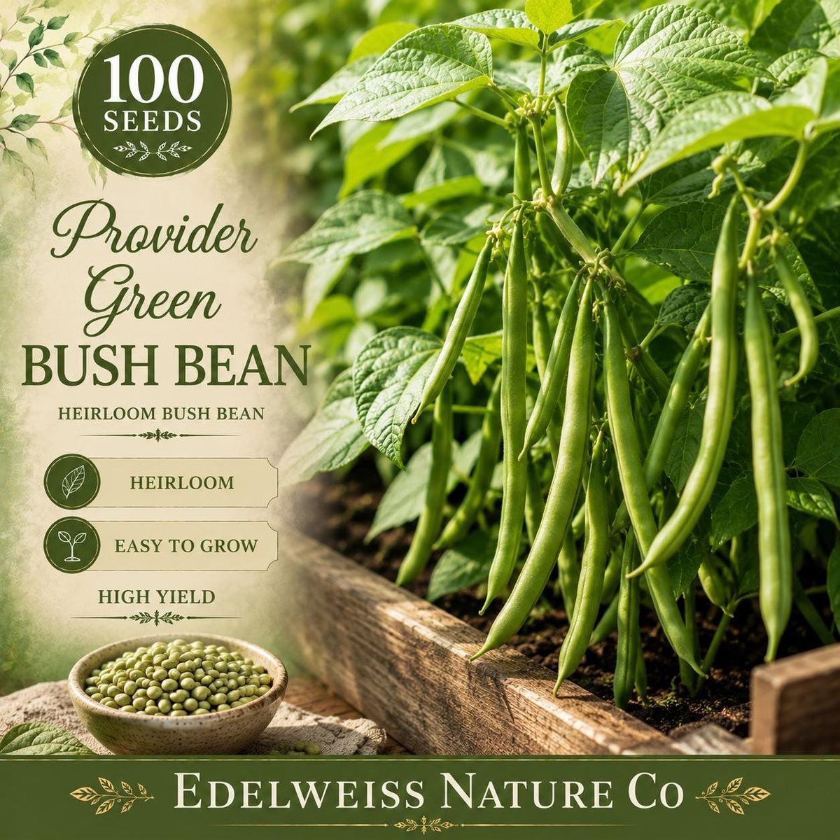 Provider Green Bush Bean Seeds | Heirloom Non-GMO Easy Grow Garden (25 Seeds)