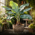 Ice Cream Banana Plant - Blue Java Musa Starter Live Tropical Plant