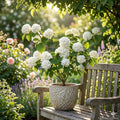 Japanese Snowball Viburnum Plant 12-24" Bare Root Ornamental Shrub