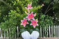 3 Bulbs Sorbonne Oriental Lily Lilium orientalis Fragrant Pink Blooms