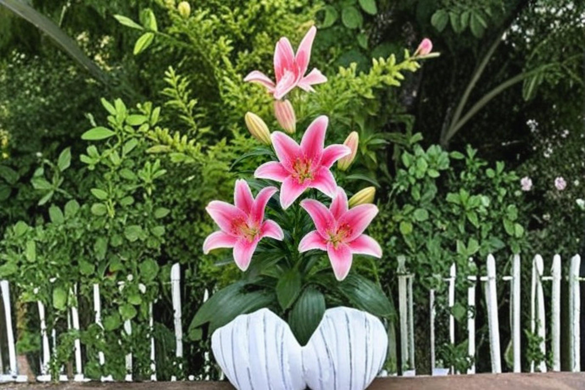 3 Bulbs Sorbonne Oriental Lily Lilium orientalis Fragrant Pink Blooms