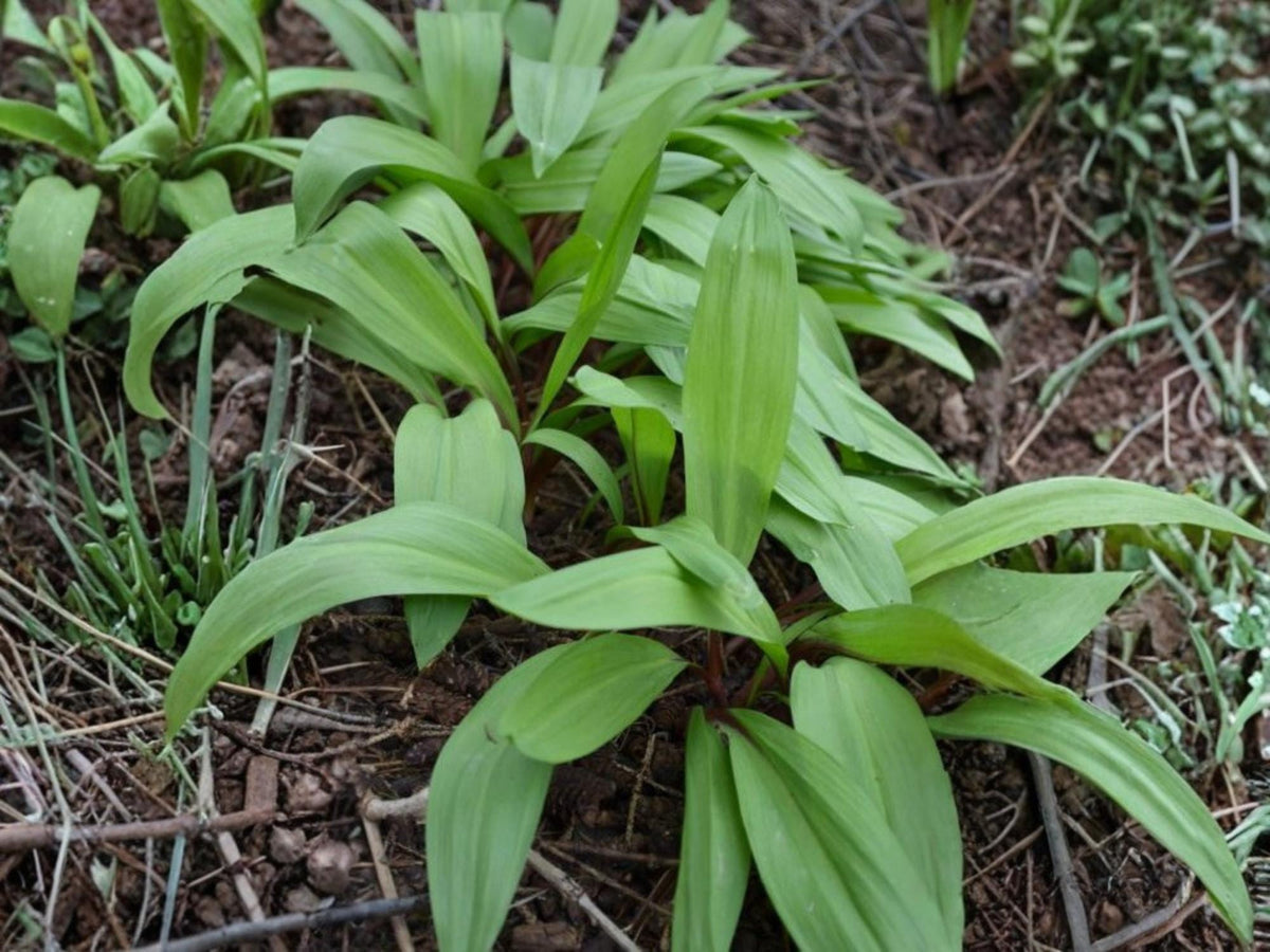 10 Seeds Wild Leek Allium tricoccum Woodland Vegetable