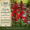 Lobelia cardinalis 100 Seeds – Cardinal Flower Heirloom Non-GMO Red Native Pollinator Plant