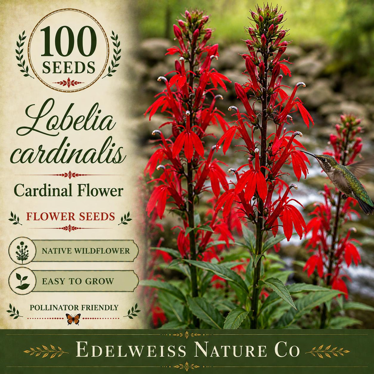 Lobelia cardinalis 100 Seeds – Cardinal Flower Heirloom Non-GMO Red Native Pollinator Plant