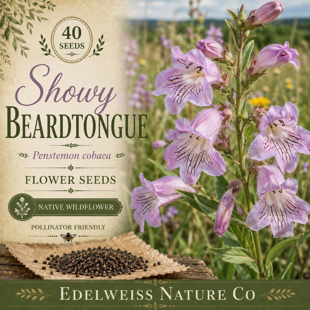 Penstemon cobaea 40 Seeds – Showy Beardtongue Heirloom Native Pink White Pollinator Flower