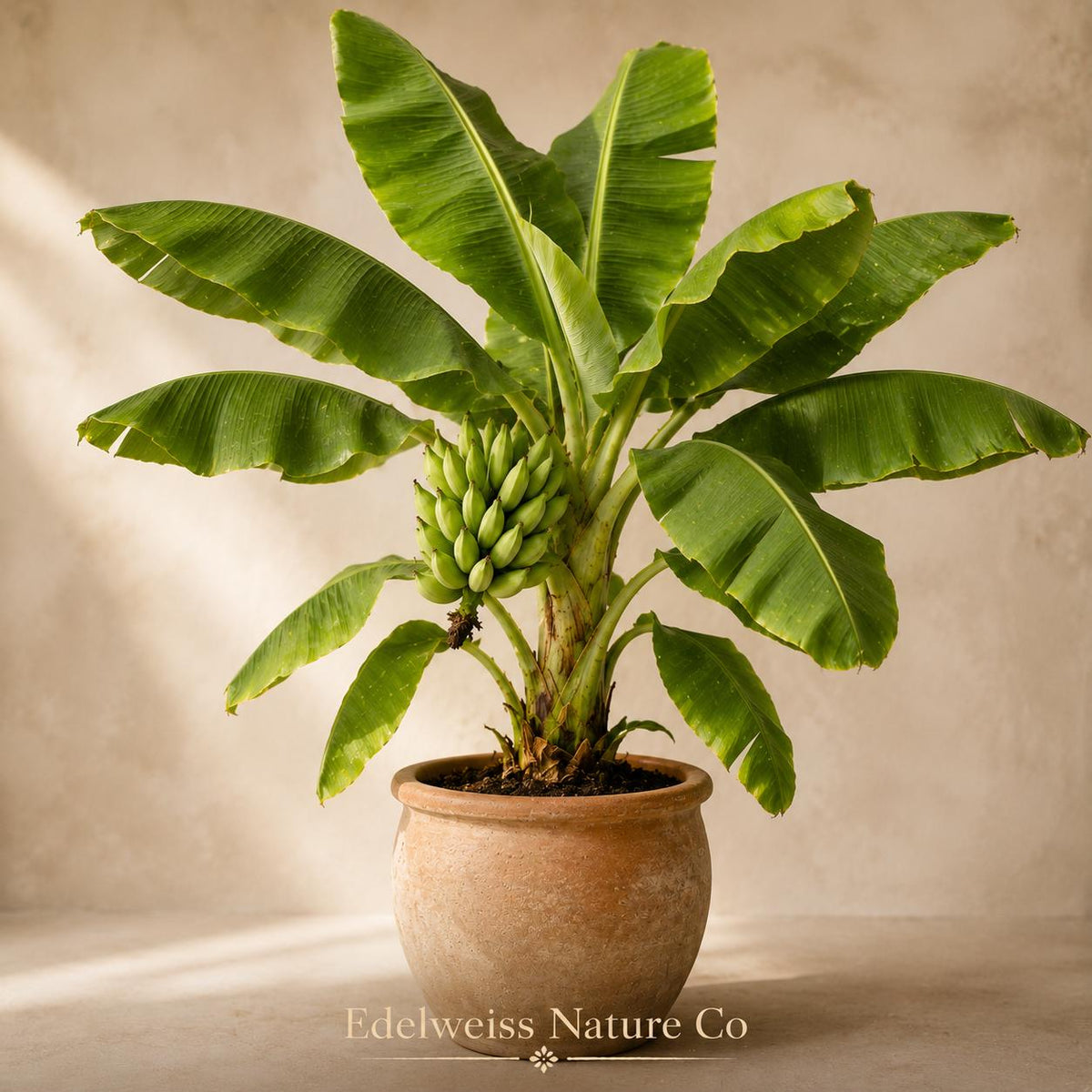 3 Gran Nain Banana Tree Starter Plants | Live Tropical Banana Plants for Edible Gardens