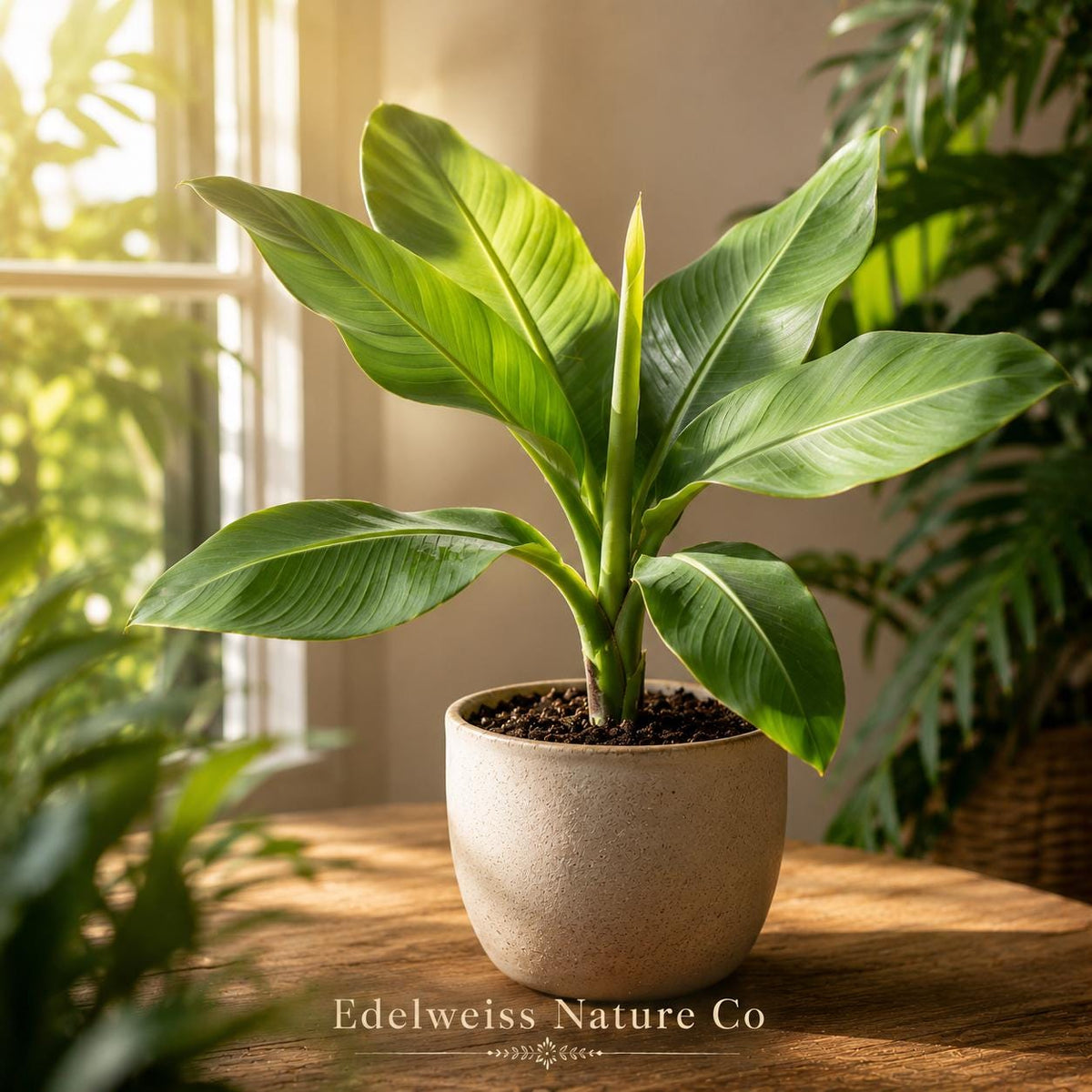 Dwarf Banana Plant | Musa acuminata Tropical Edible Starter Plant