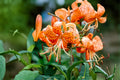3 Bulbs Tiger Lily Lilium lancifolium Orange Blooms Perennial