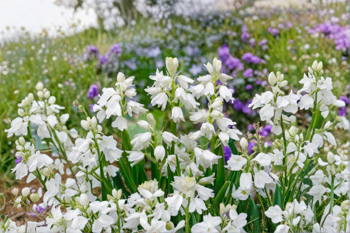 1 Bulb Spanish Bluebell Hyacinthoides hispanica Bluebell Bulb Perennial Spring Flowering