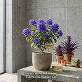 Violet Bougainvillea Starter Plant | Rare Purple Tropical Flowering Vine