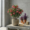 1 Rose Crown of Thorns Starter Plant | Euphorbia Milii Christ Plant | Flowering Succulent Houseplant