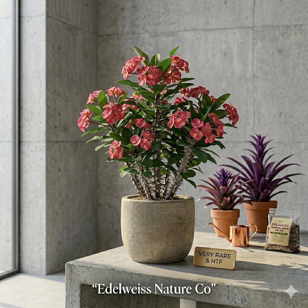 1 Rose Crown of Thorns Starter Plant | Euphorbia Milii Christ Plant | Flowering Succulent Houseplant