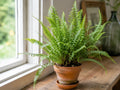 3 Hay-Scented Fern Bare Root Clumps - Dennstaedtia punctilobula Shade Ground Cover