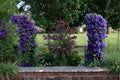 1 Seeds Purple Clematis Clematis occidentalis Perennial Vine Flower
