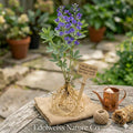 3 False Indigo Bare Root Plants | Baptisia Perennial Wildflower for Pollinator Gardens