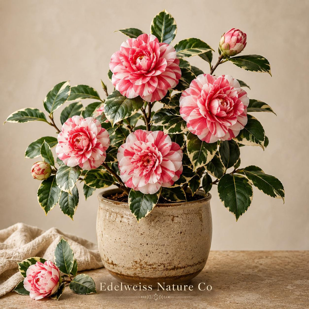 1 Frank Houser Variegated Camellia Japonica Starter Plant | Rare Evergreen Flowering Shrub