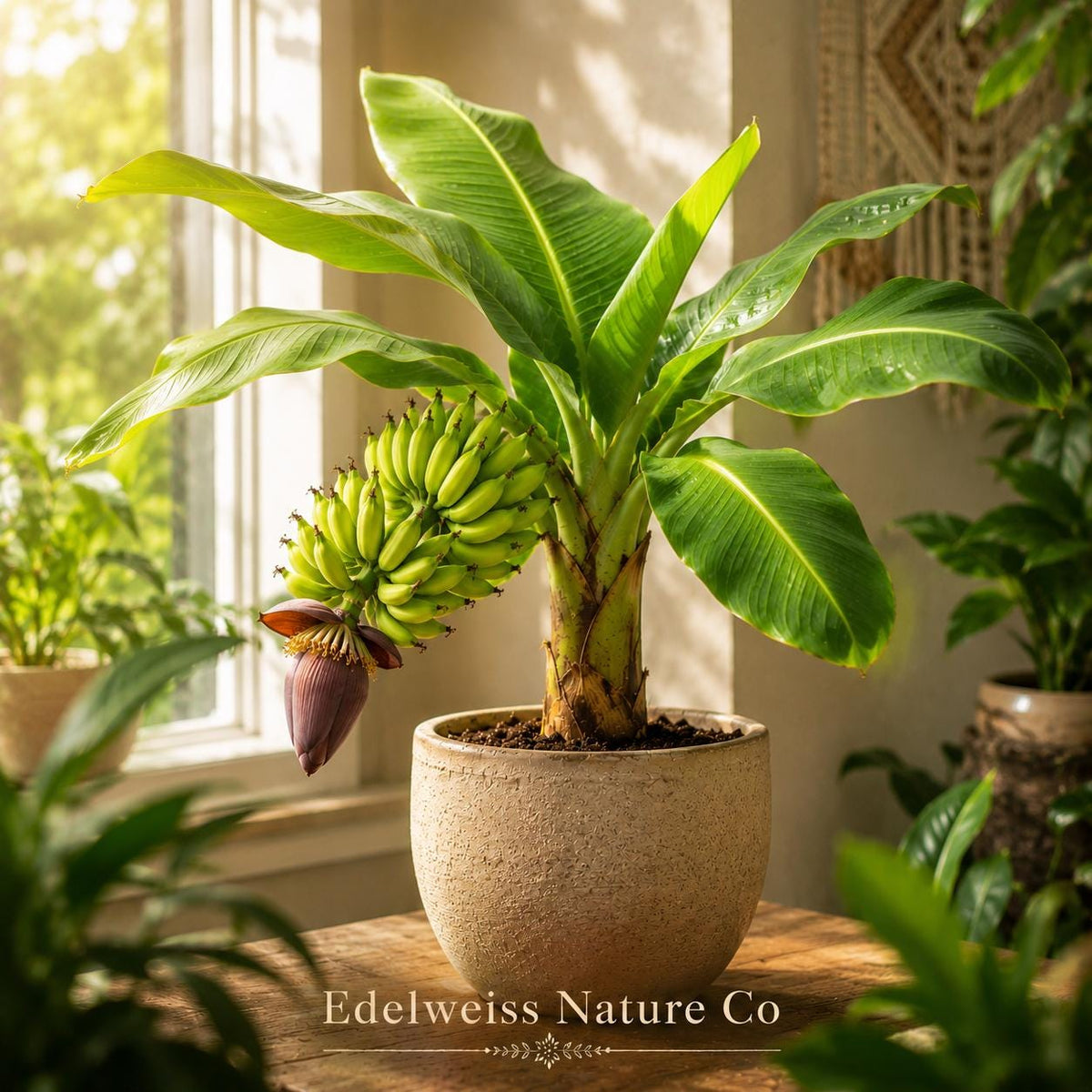 Gros Michel Banana Plant Starter | Live Tropical Edible Musa Tree