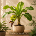 3 Gros Michel Banana Plants – Live Tropical Edible Fruit Starter Trees