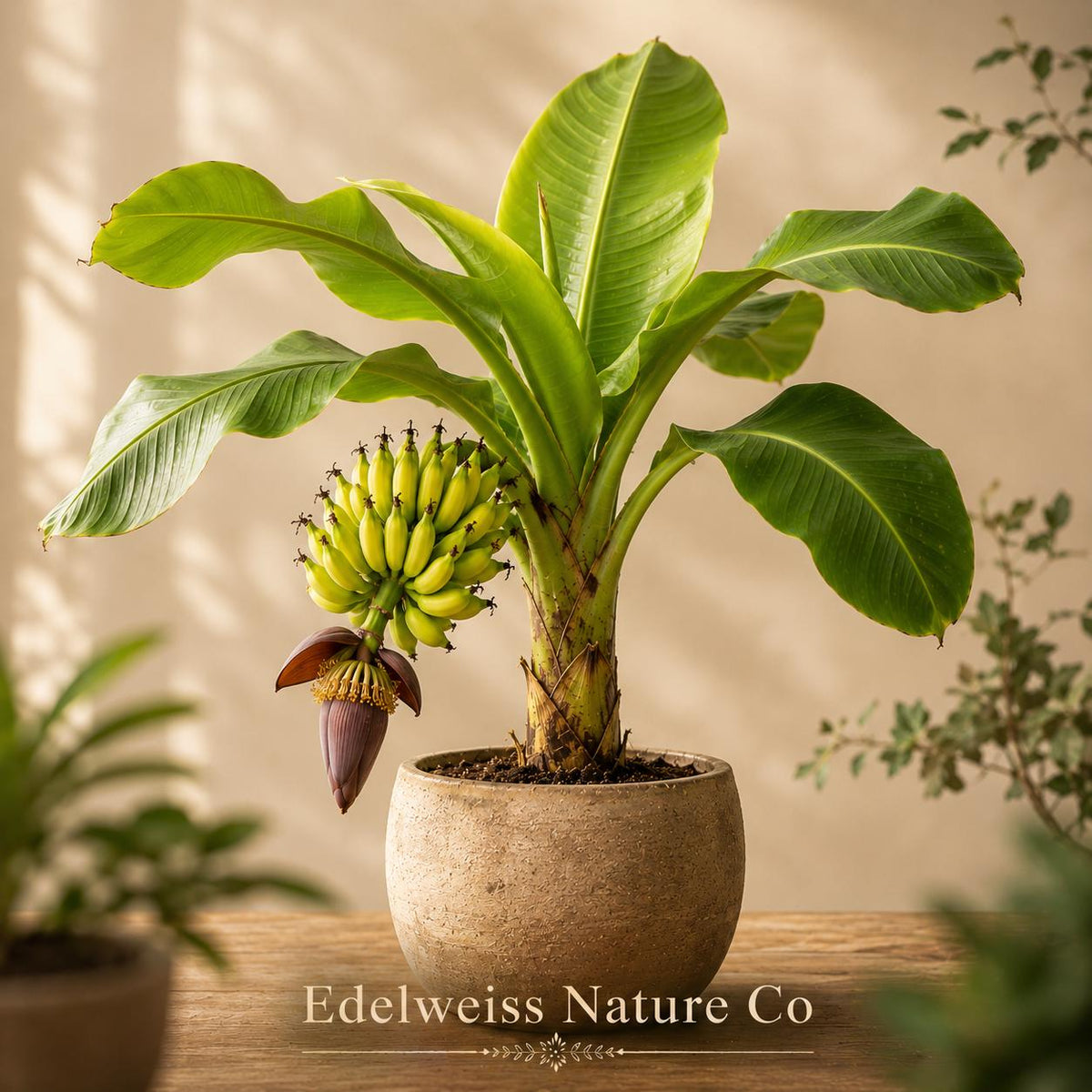 3 Gros Michel Banana Plants – Live Tropical Edible Fruit Starter Trees