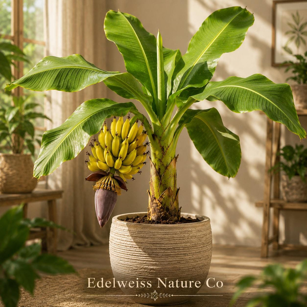3 Goldfinger Banana Trees FHIA-01 | Musa acuminata x balbisiana Live Tropical Fruit Plants