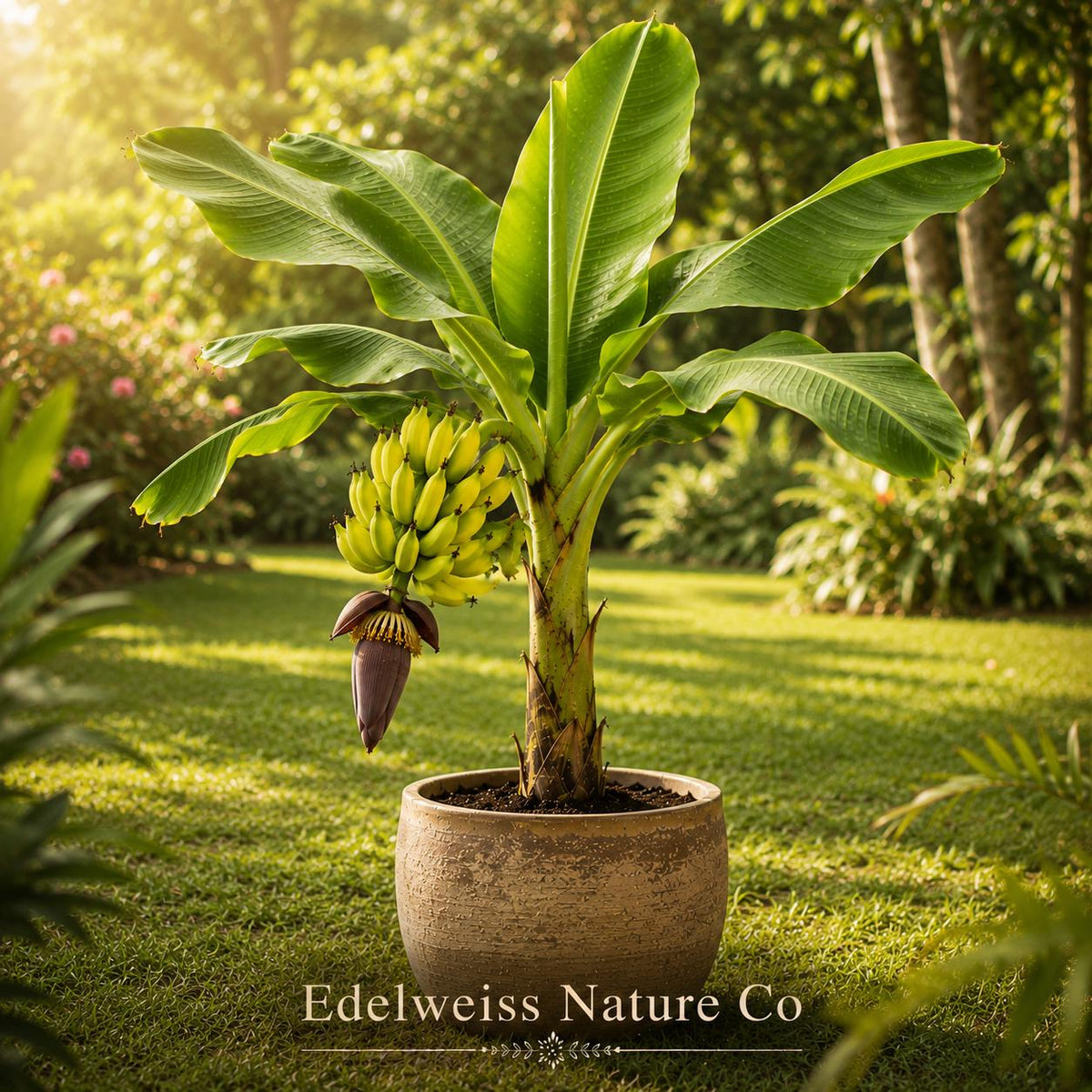 Lakatan Banana Tree Starter Plant | Musa acuminata Live Tropical Fruit Tree
