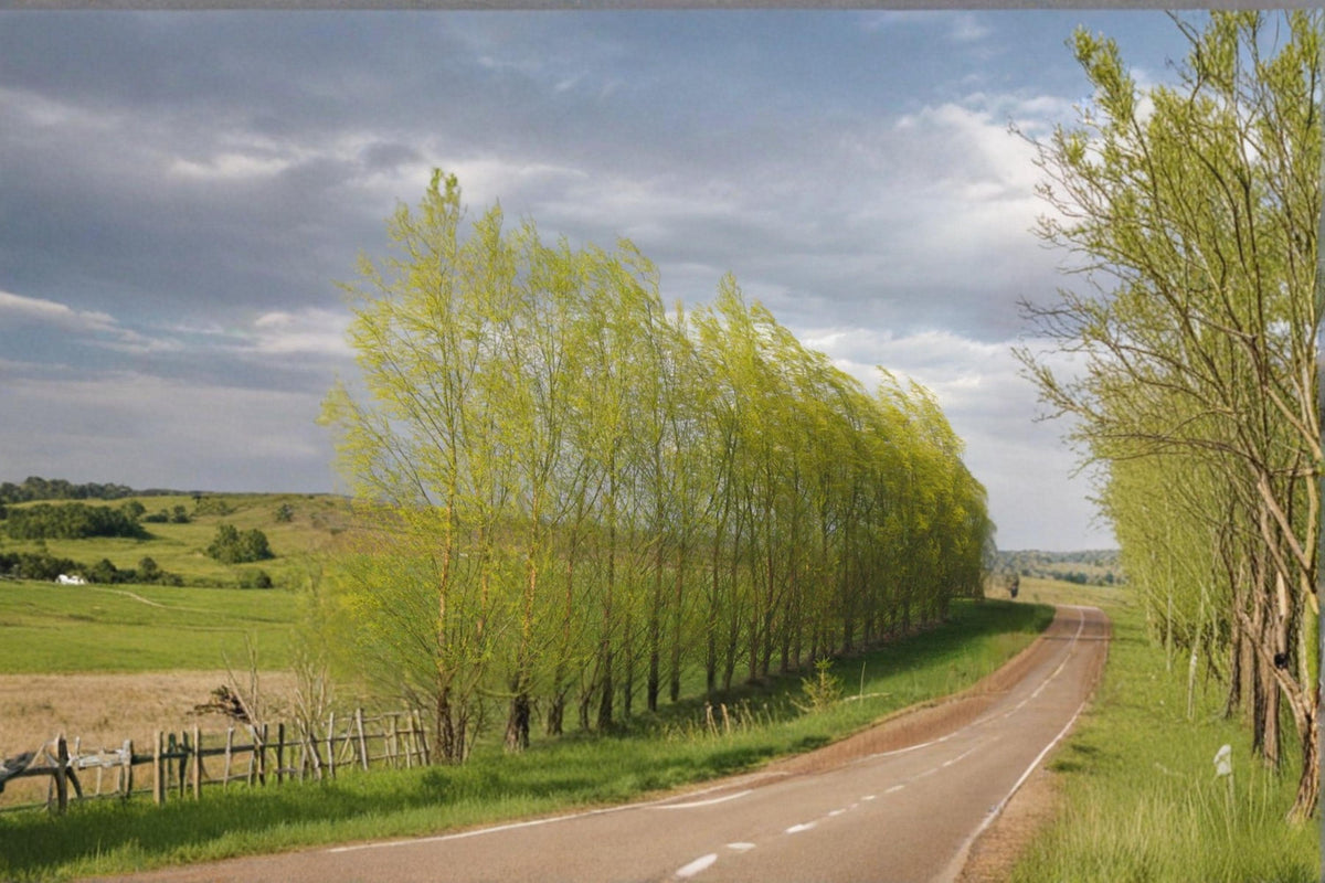5 Austree Willow Cuttings Salix spp Fast Growing Shade Tree Hedge Privacy Screen Live Plant
