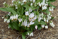 50 Seeds Midland Shooting Star Dodecatheon meadia Native Wildflower