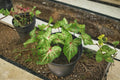 1 Caladium Bulb Gingerland Caladium bicolor Fancy Leaf Indoor Outdoor Shade Plant