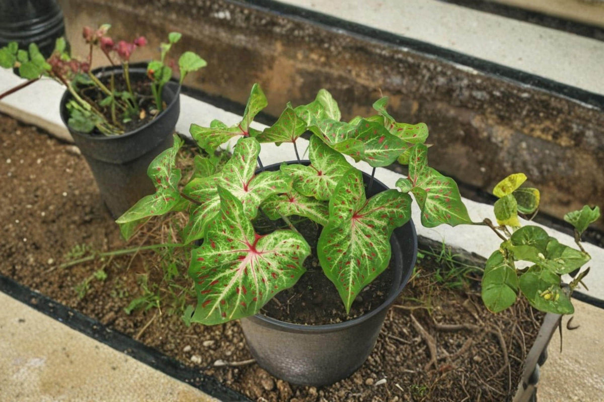 1 Caladium Bulb Gingerland Caladium bicolor Fancy Leaf Indoor Outdoor Shade Plant