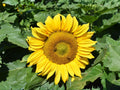 15 Sunflower Seeds Sunspot Dwarf Helianthus annuus Patio Container Garden