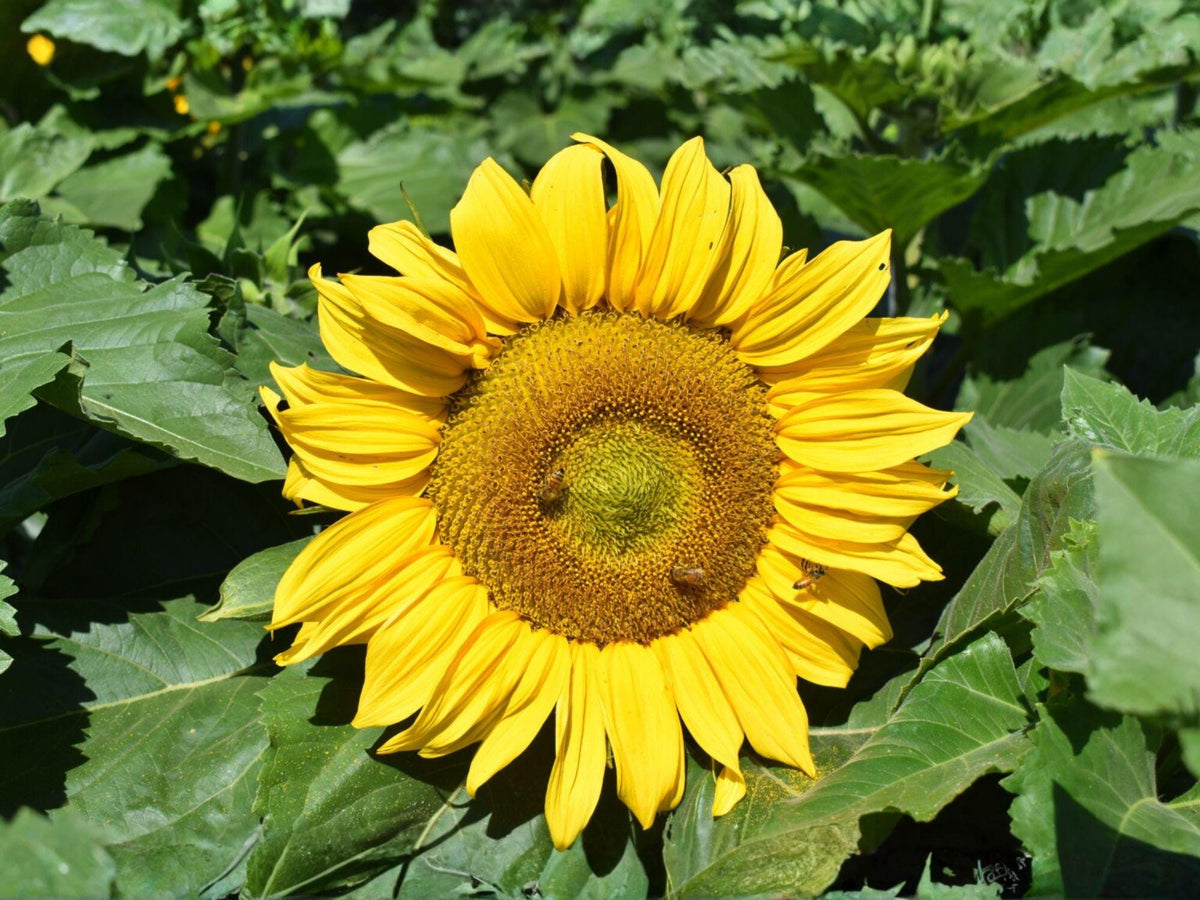 15 Sunflower Seeds Sunspot Dwarf Helianthus annuus Patio Container Garden