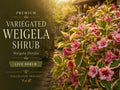 1 Variegated Weigela Plant 12-24 in Weigela florida Flowering Hedge for Hummingbird Gardens