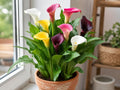 3 Mixed Color Calla Lily Bulbs – Zantedeschia aethiopica Garden Flower