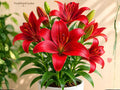 3 Red Armandale Hybrid Lily Bulbs - Hardy Perennial Lilium Garden Flower