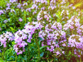100 Seeds Wild Thyme
