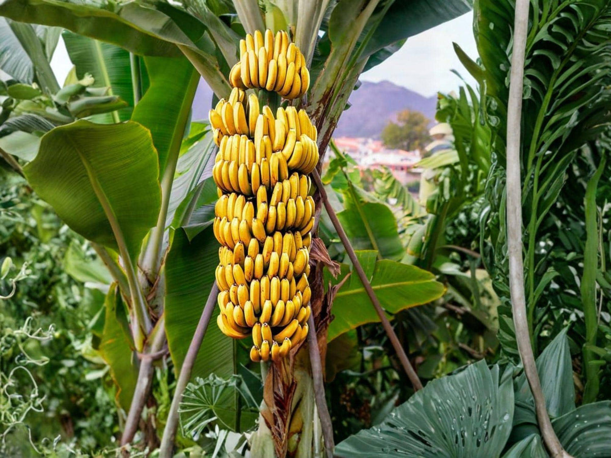 1 Gran Nain Banana Plant 3-6" Musa Grand Nain Fruit Bearing Tropical Plant