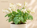 5 Dutchman's Breeches Bare Root - Dicentra cucullaria Native Shade Perennial
